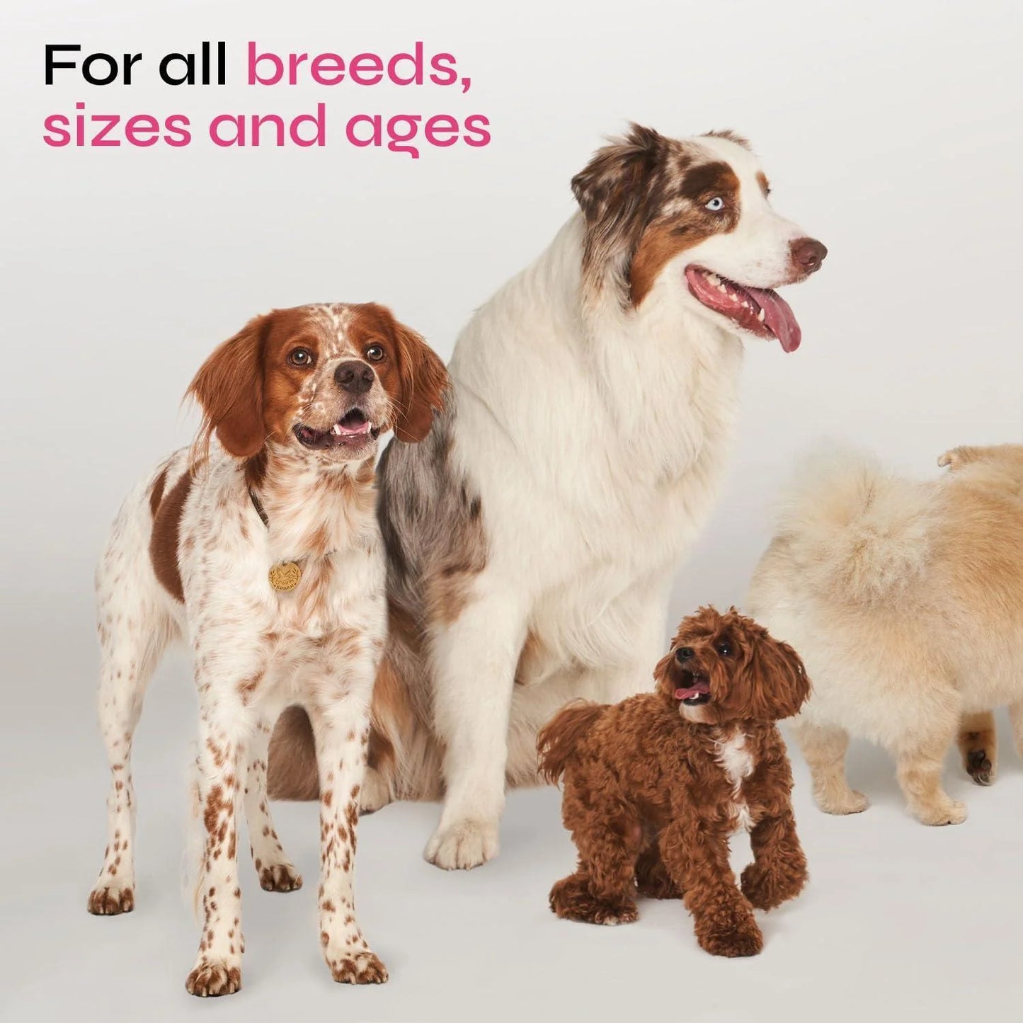 Dog Allergy Relief Chews Dog Itching Skin Relief anti Itch Skin Health